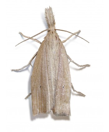 CHILOTEC HC-C T70 - 500 UD