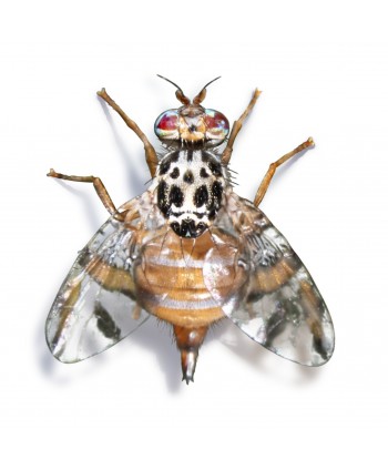 CERATIPROTECT - 1 UD