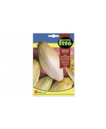 SB ENDIBIA MECHELSEN MIDDLEVROEF