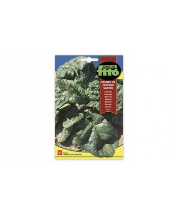 SB ESPINACA GIGANTE DEL INVIERNO SANTOS