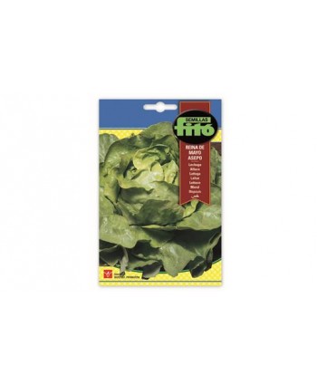 SB LECHUGA REINA DE MAYO ASEPO