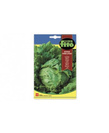 SB LECHUGA BATAVIA VERDE UTEBO