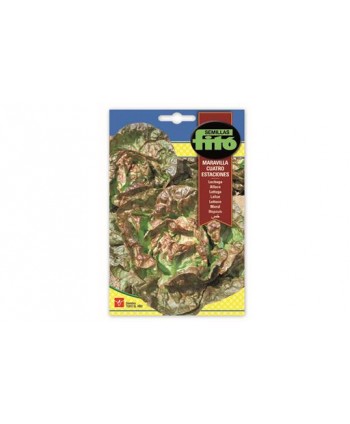 SB LECHUGA MARAVILLA CUATRO ESTACIONES