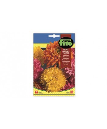 SB CRISANTEMO DE LOS JARDINES VARIADO