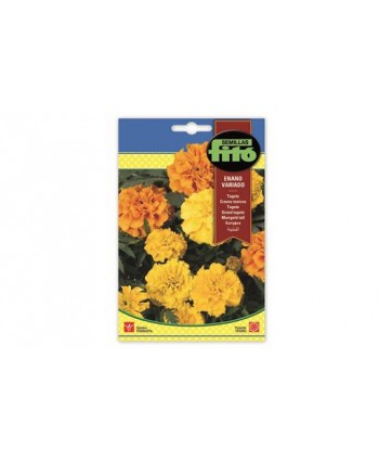 JUDIA GARRAFAL ENANA ESMERALDA - 250 GR