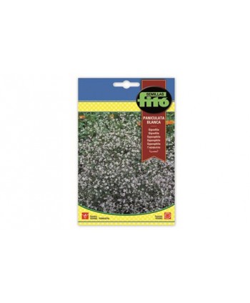 SB GIPSOFILA PANICULATA