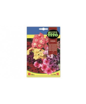 SB FLOX DE DRUMMOND VARIADO