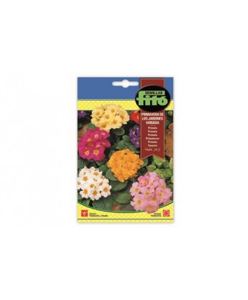 SB PRIMULA PRIMAVERA DE LOS JARDINES VARIADA