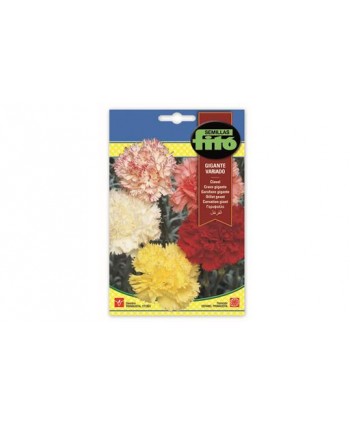 SB CLAVEL GIGANTE VARIADO