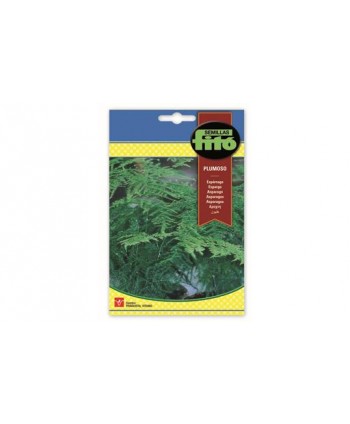 SB ESPARRAGO PLUMOSO