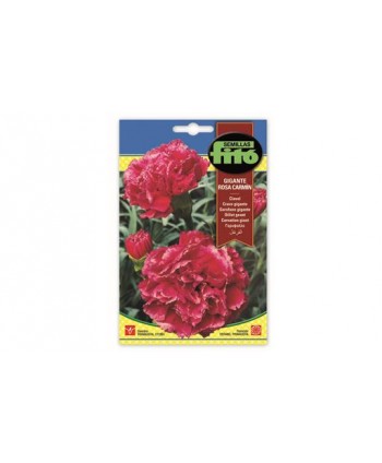 SB CLAVEL GIGANTE ROSA CARMIN