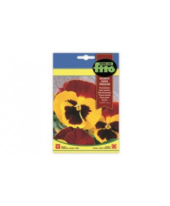 SB PENSAMIENTO GIGANTE SUIZO TRICOLOR