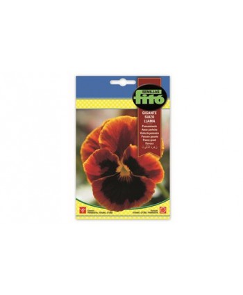 SB PENSAMIENTO GIGANTE SUIZO LLAMA