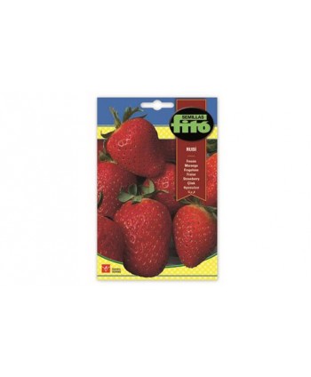 SB FRESON ALEXANDRIA ( RUBI )