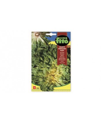 SB ESCAROLA GIGANTE HORTELANA BUDA