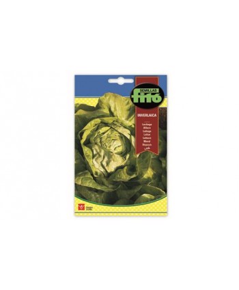 SB LECHUGA INVERLAICA