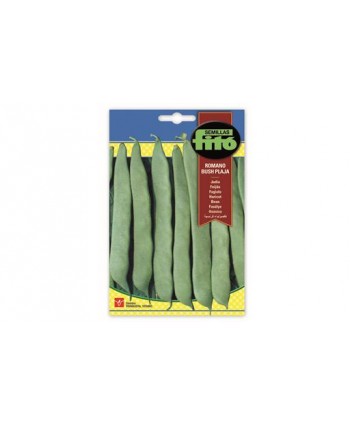 SB JUDIA ROMANO BUSH-PLAJA