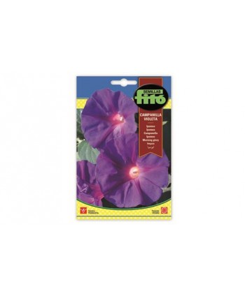SB IPOMEA CAMPANILLA VIOLETA
