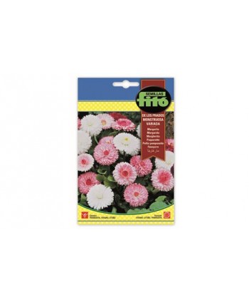 SB MARGARITA DE LOS PRADOS MONSTRUOSA VARIADA