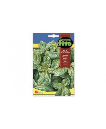 SB ALBAHACA HOJA DE LECHUGA