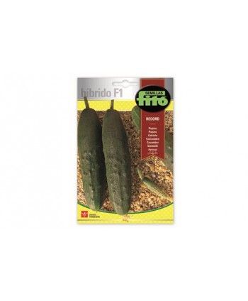 SB PEPINO RECORD HIBRIDO F1