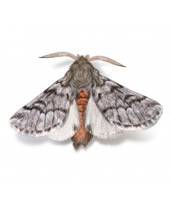 PITYOPROTECT - 100 UD