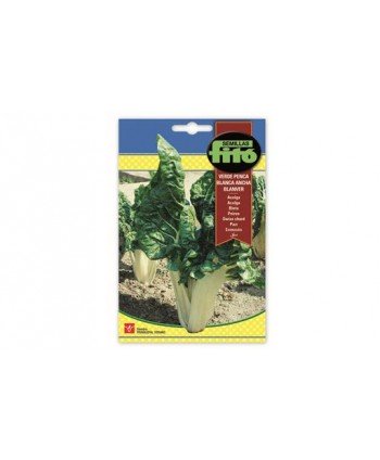 SB ACELGA VERDE PENCA BLANCA ANCHA BLANVER