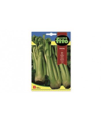 SB APIO VERDE PASCAL