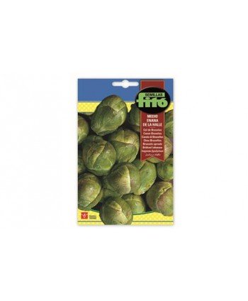 SB COL DE BRUSELAS MEDIO ENANA DE LA HALLE