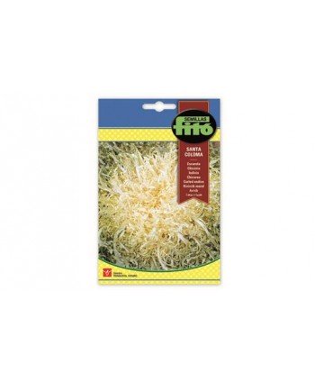 SB ESCAROLA SANTA COLOMA