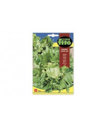 SB LECHUGA GRANDES LAGOS JULI