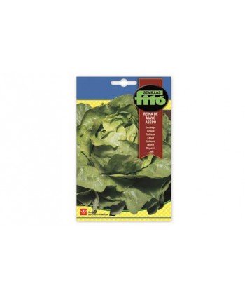 SB LECHUGA REINA DE MAYO ASEPO