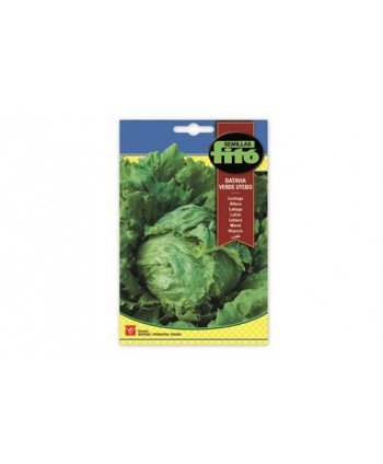 SB LECHUGA BATAVIA VERDE UTEBO