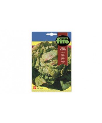SB LECHUGA REINA DE MAYO