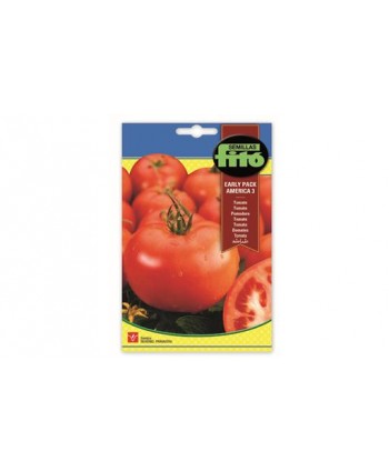 SB TOMATE EARLY PACK AMERICA-3