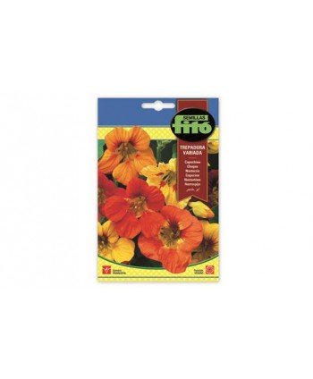 SB CAPUCHINA TREPADORA VARIADA