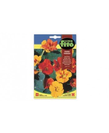 SB CAPUCHINA ENANA VARIADA