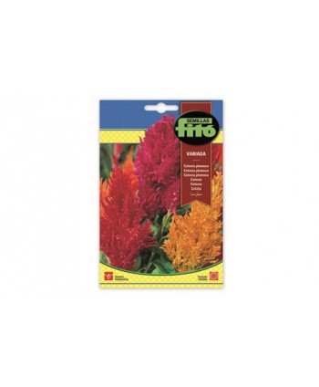 SB CELOSIA PLUMOSA VARIADA