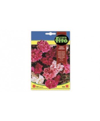 SB CLARKIA DOBLE VARIADO