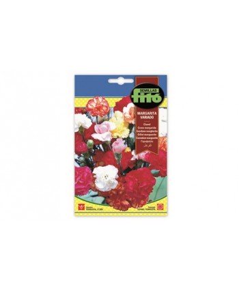 SB CLAVEL GIGANTE MARGARITA VARIADO