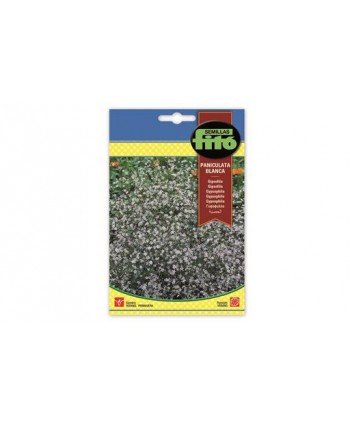 SB GIPSOFILA PANICULATA