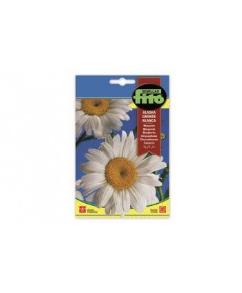 SB MARGARITA GRANDE DE ALASKA BLANCA