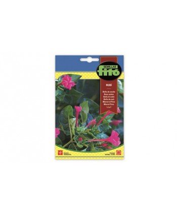 SB BELLA DE NOCHE RUBI