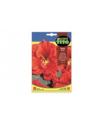 SB CAPUCHINA ENANA ROJA