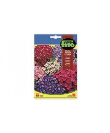 SB CINERARIA ENANA HIBRIDA VARIADA