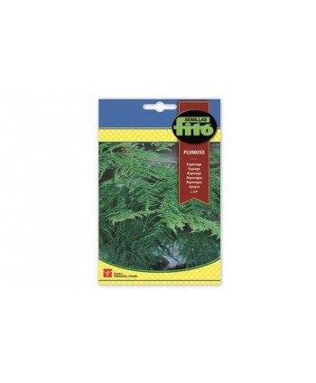 SB ESPARRAGO PLUMOSO