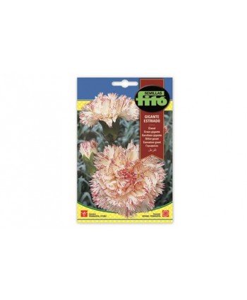 SB CLAVEL GIGANTE ESTRIADO