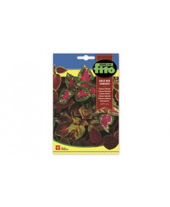 SB COLEUS HIBRIDO ARCO IRIS VARIADO