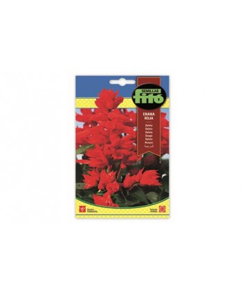SB SALVIA ENANA ROJA
