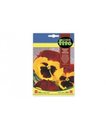 SB PENSAMIENTO GIGANTE SUIZO TRICOLOR